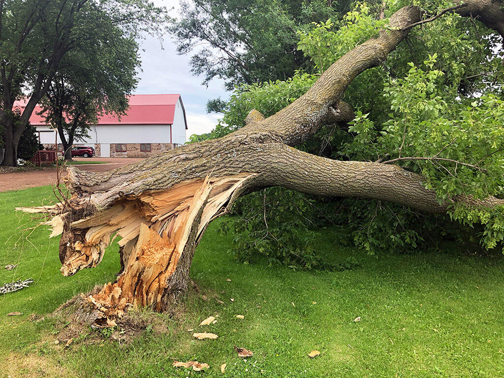 emergency tree service